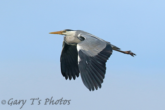 Grey Heron (Adult)