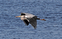 Grey Heron (Adult)