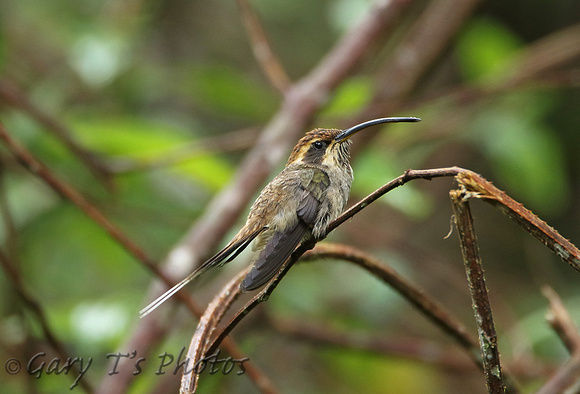 Scale-throated Hermit