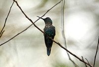 Violet-capped Woodnymph (1st Winter Male)