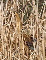 Great Bittern