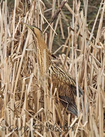 Great Bittern