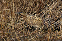 Great Bittern