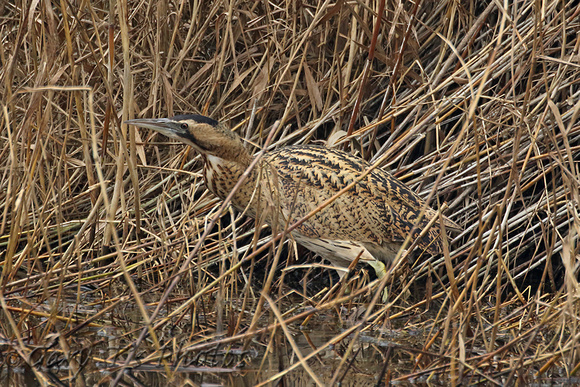 Great Bittern