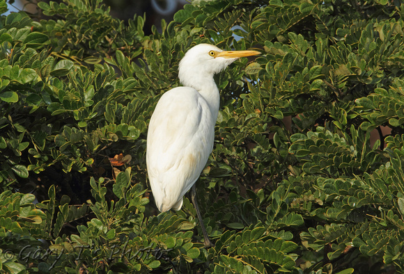 Eastern Cattle Egret (Adult Winter)