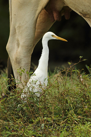 Eastern Cattle Egret (Adult Winter)