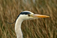 Grey Heron (Adult)