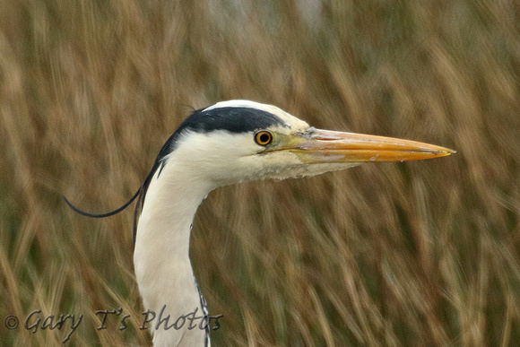 Grey Heron (Adult)