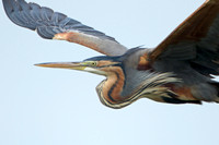 Purple Heron (Adult)