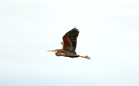 Purple Heron (Adult)