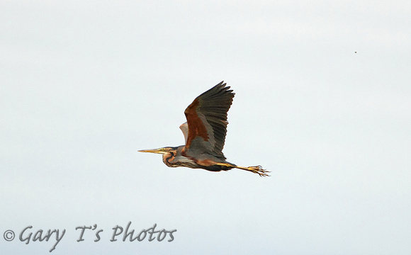 Purple Heron (Adult)