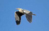 Grey Heron (Adult)