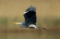 Grey Heron (Adult)