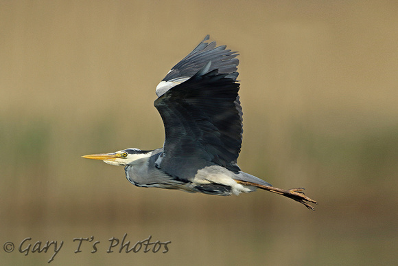 Grey Heron (Adult)