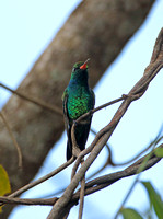 Glittering-bellied Emerald (Male)
