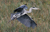 Grey Heron (Adult)