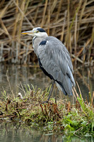 Grey Heron (Adult)