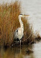 Grey Heron (Adult)