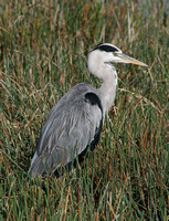 Grey Heron (Adult)