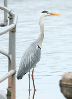 Grey Heron (Adult)