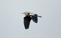 Grey Heron (Adult)