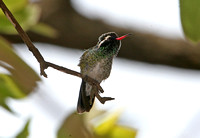 White-eared Hummingbird (Male)