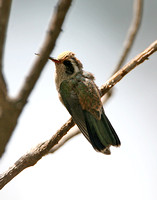 White-eared Hummingbird (Female)