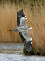 Grey Heron (Adult)