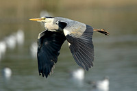 Grey Heron (Adult)