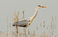 Grey Heron (Adult)