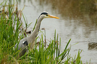 Grey Heron (Adult)