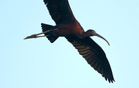 Glossy Ibis (Adult Summer)