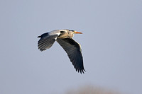 Grey Heron (Adult)