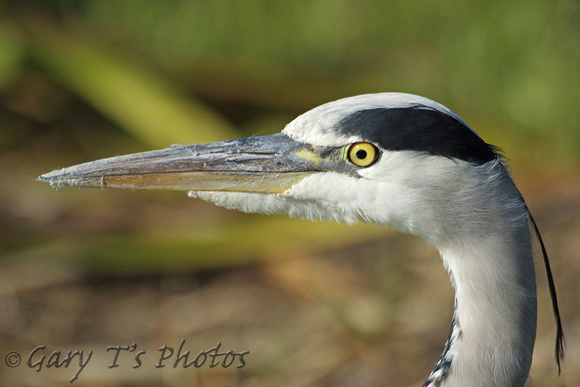 Grey Heron (Adult)