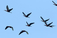 Glossy Ibis (Summer Flock)