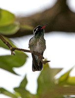 White-eared Hummingbird (Male)