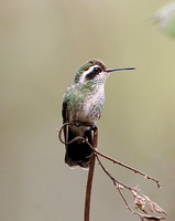 White-eared Hummingbird (Female)