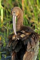Glossy Ibis (Adult Winter)