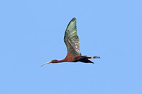 Glossy Ibis (Adult Summer)