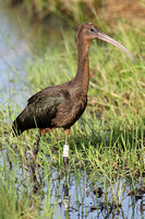 Glossy Ibis (Adult Winter)