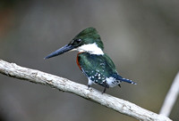 Green Kingfisher (Male)