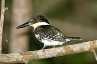 Green Kingfisher (Female)