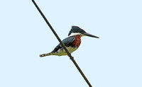 Green Kingfisher (Male)
