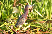 Green Heron (Adult)