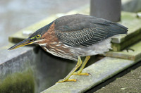 Green Heron (1st Winter)