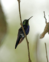 Fork-tailed Woodnymph (Male)