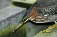 Green Heron (1st Winter)