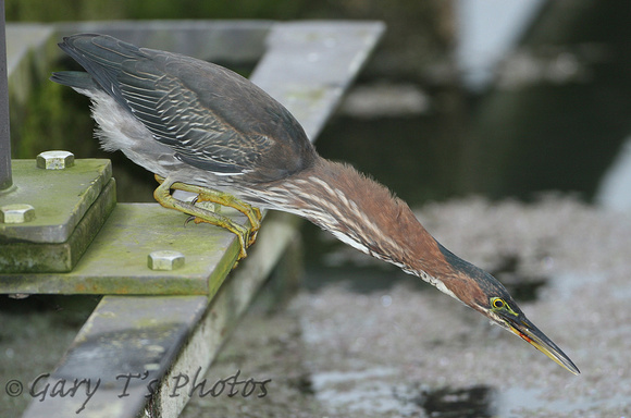 Green Heron (1st Winter)