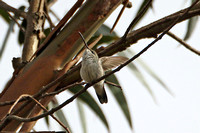 White-bellied Hummingbird