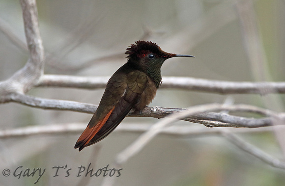 Ruby-topaz Hummingbird (Male)